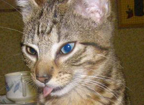one blue eye